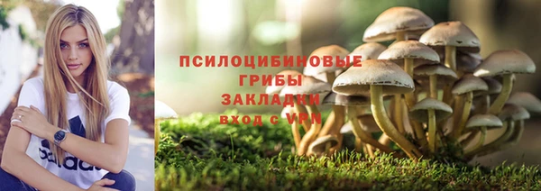 гашик Дмитров